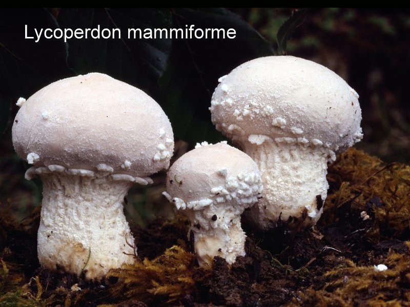 Lycoperdon mammiforme-amf1922-1.jpg - Lycoperdon mammiforme ; Syn1: Lycoperdon mammosum ; Syn2: Lycoperdon velatum ; Non français: Vesse de loup voilée